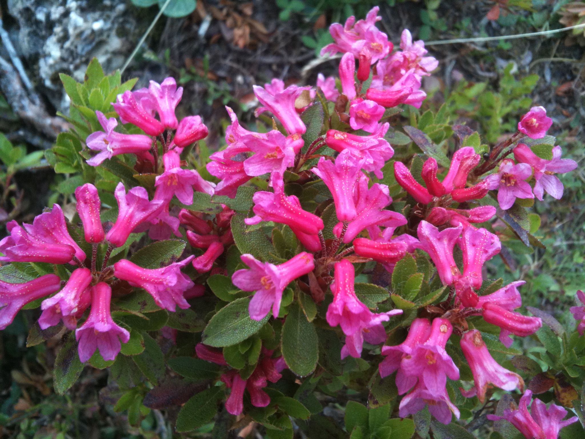Alpenrose